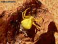 insectes-arthropodes-45.jpg
