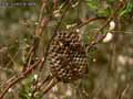 insectes-arthropodes-46.jpg