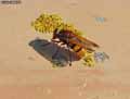 insectes-arthropodes-5.jpg