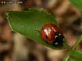 insectes-arthropodes-50.jpg