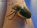 insectes-arthropodes-51.jpg