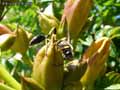 insectes-arthropodes-52.jpg