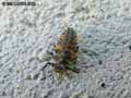 insectes-arthropodes-53.jpg