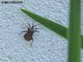 insectes-arthropodes-54.jpg
