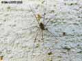 insectes-arthropodes-55.jpg