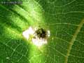 insectes-arthropodes-58.jpg