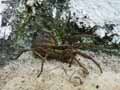 insectes-arthropodes-6.jpg