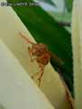 insectes-arthropodes-61.jpg