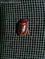 insectes-arthropodes-62.jpg