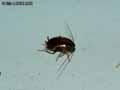 insectes-arthropodes-63.jpg