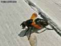 insectes-arthropodes-65.jpg