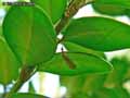 insectes-arthropodes-68.jpg