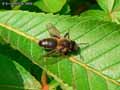 insectes-arthropodes-69.jpg