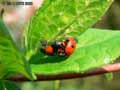 insectes-arthropodes-70.jpg