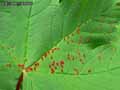 insectes-arthropodes-71.jpg