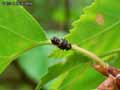 insectes-arthropodes-72.jpg