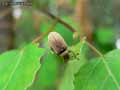 insectes-arthropodes-74.jpg