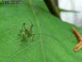 insectes-arthropodes-75.jpg