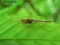insectes-arthropodes-76.jpg