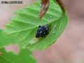 insectes-arthropodes-78.jpg