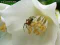 insectes-arthropodes-82.jpg