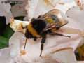 insectes-arthropodes-84.jpg