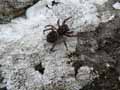 insectes-arthropodes-91.jpg