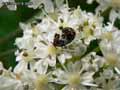 insectes-arthropodes-92.jpg