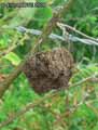 insectes-arthropodes-93.jpg