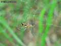 insectes-arthropodes-95.jpg