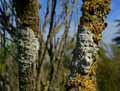 mousses-lichens-13.jpg