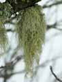 mousses-lichens-18.jpg