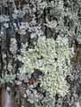 mousses-lichens-19.jpg