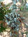 mousses-lichens-2.jpg