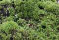 mousses-lichens-21.jpg
