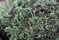 mousses-lichens-22.jpg