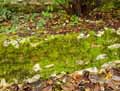 mousses-lichens-24.jpg