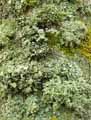mousses-lichens-25.jpg