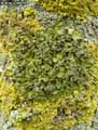 mousses-lichens-29.jpg