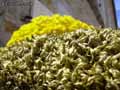 mousses-lichens-34.jpg