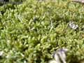 mousses-lichens-38.jpg