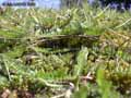 mousses-lichens-39.jpg
