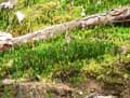 mousses-lichens-4.jpg