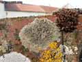 mousses-lichens-45.jpg