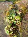 mousses-lichens-46.jpg