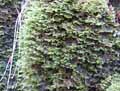 mousses-lichens-52.jpg
