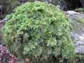 mousses-lichens-53.jpg