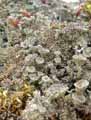 mousses-lichens-6.jpg