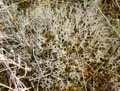 mousses-lichens-9.jpg