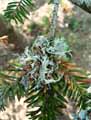mousses-lichens.jpg